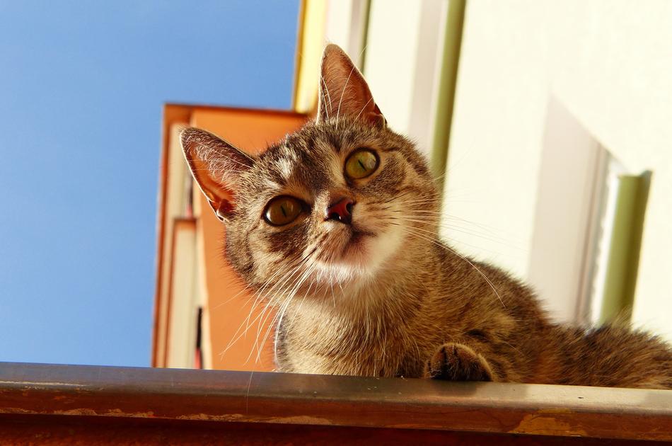Cat National Pets