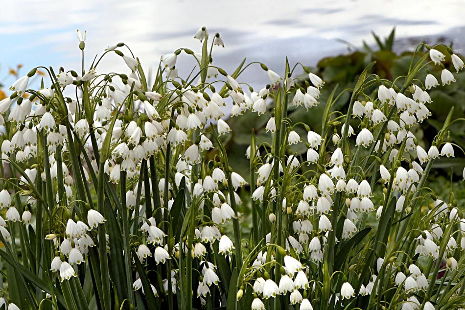 Flower Nature Plant