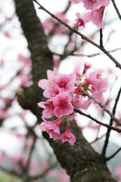 beautiful spring flowers by the tree