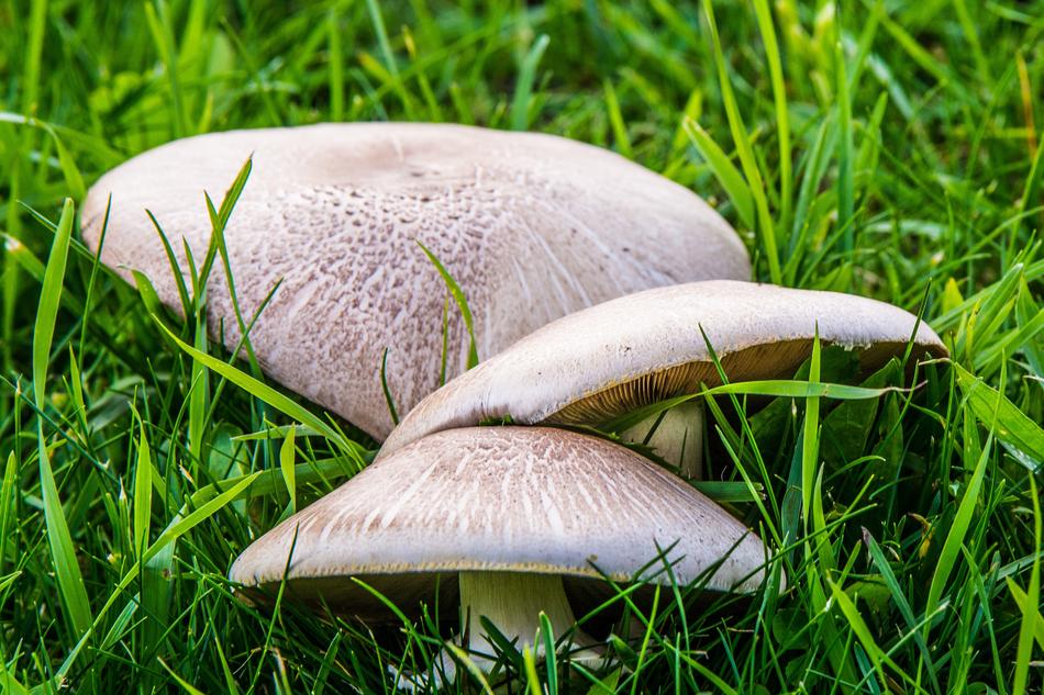 Mushrooms Forest