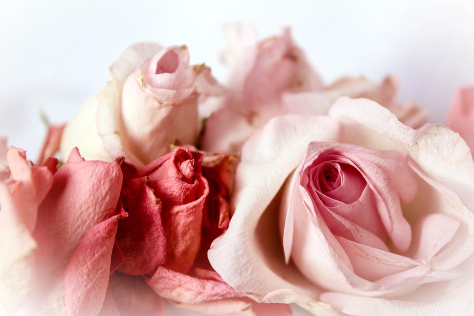pink Roses close up, romantic background