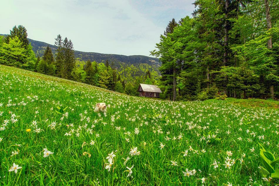 Landscape Scenic Meadow