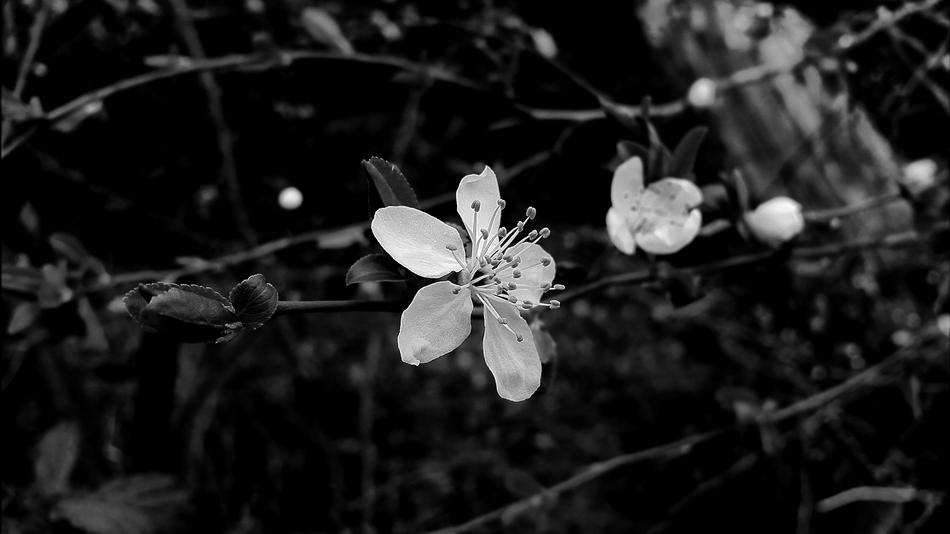 Blossom Bloom White Black