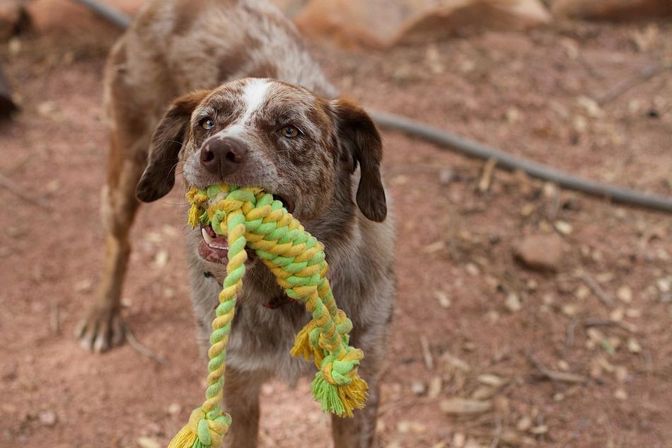 Dog Play Tug