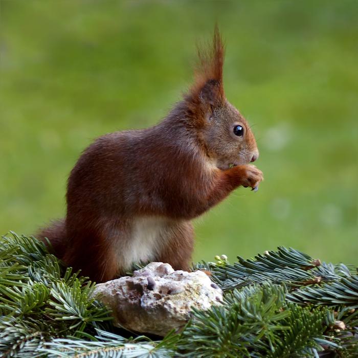 chocolate-colored squirrel on pine branches