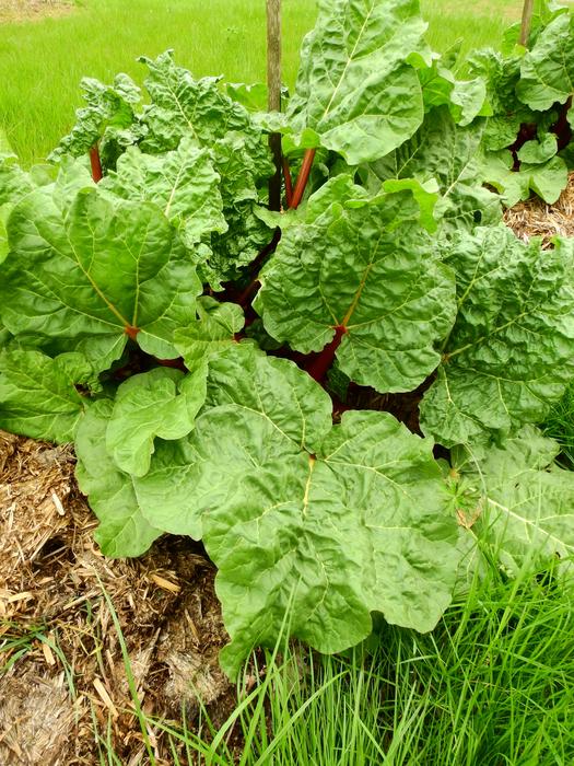 garden of raw leaves