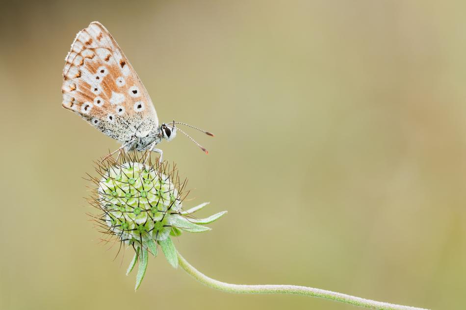 butterfly plant