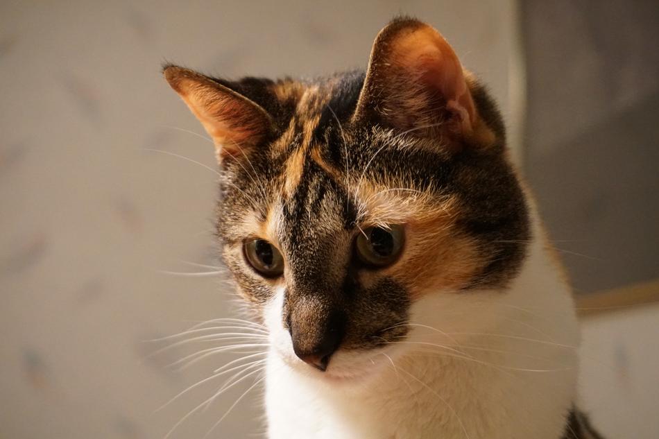 Cat Kitty Pets