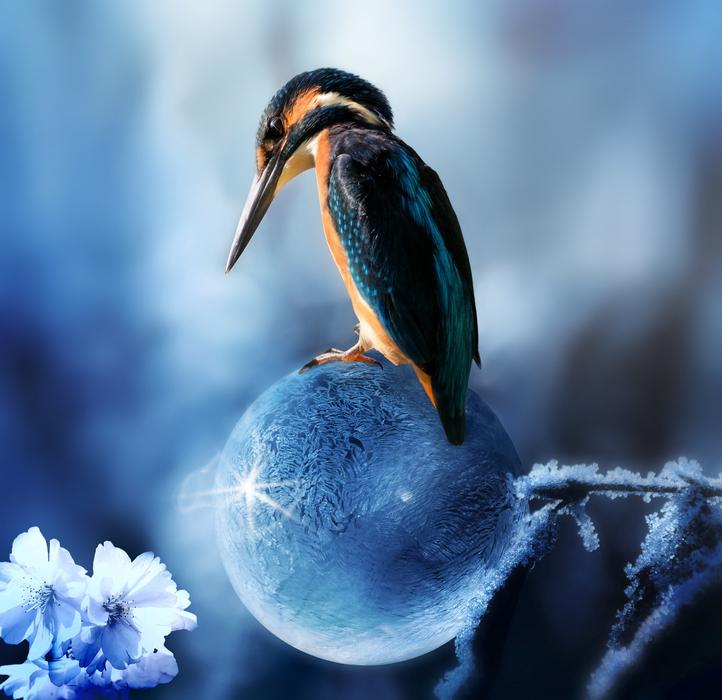 Composing Kingfisher Bird