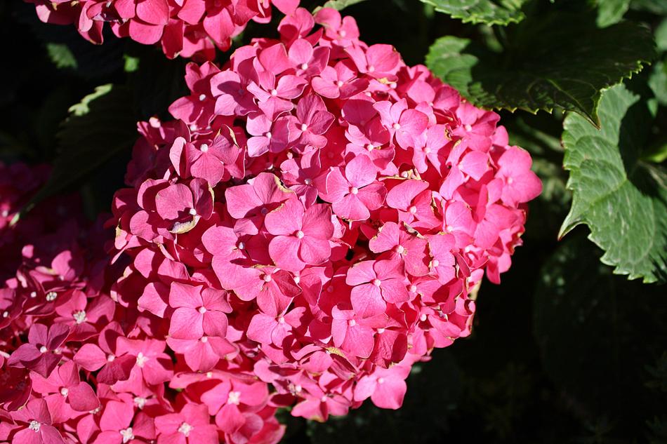 garden bouquet