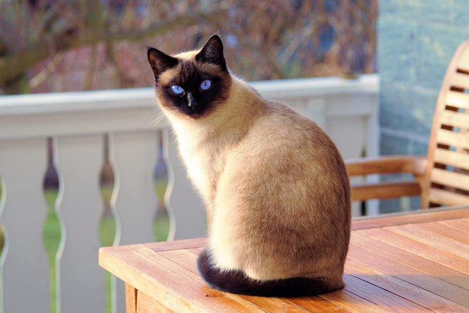 Cat Siamese Fur