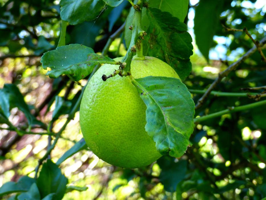 green lemon on a tree
