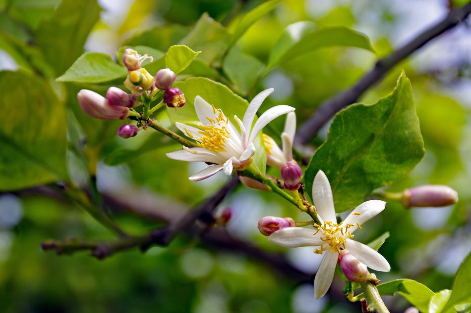 Flowers Lemon Citrus Limon