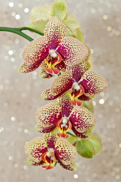 Orchid Phalaenopsis Flower