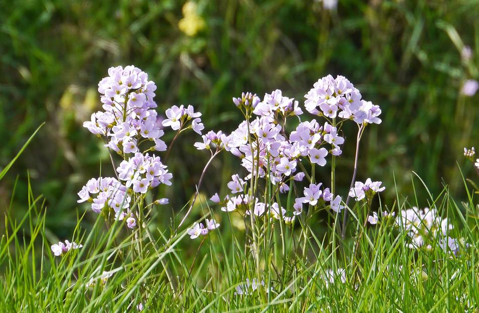 wildflowers in the grass
