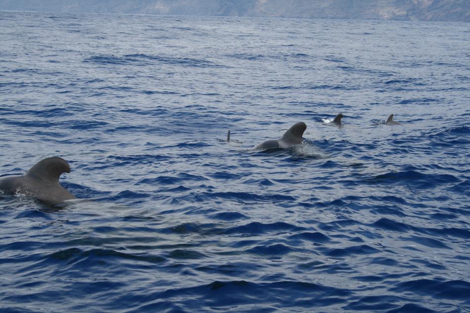 Whale Tenerife Ocean