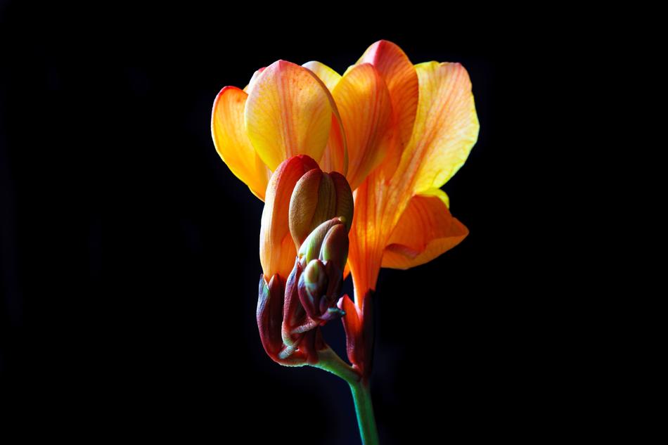a big flower in the dark