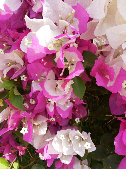 Bougainvillae Flower Pink