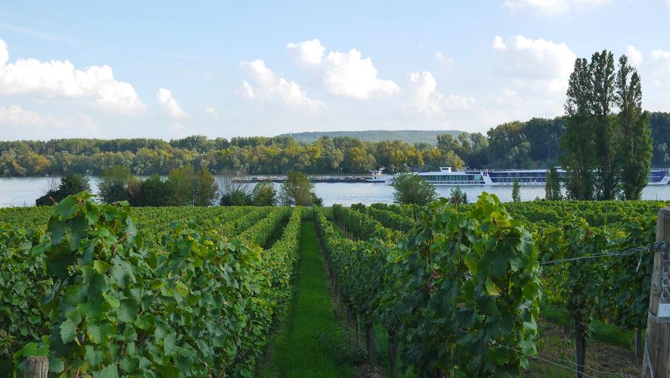 grape garden