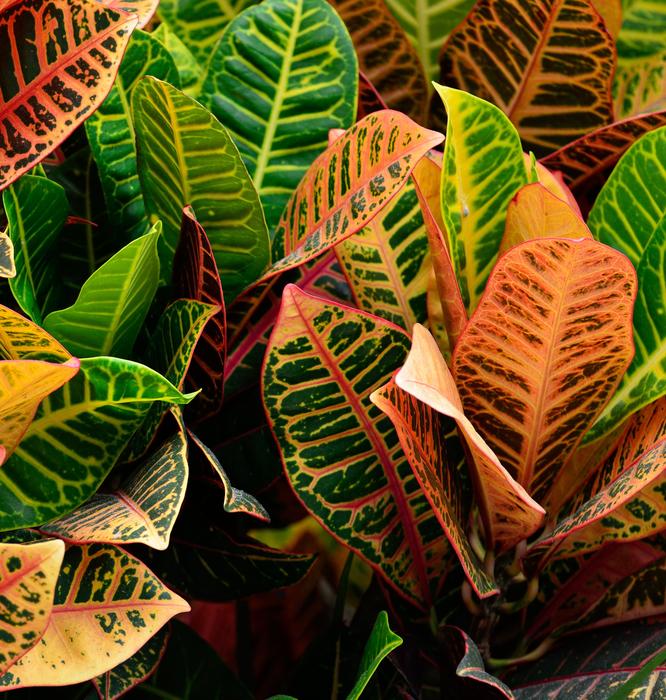 Croton Plant Vibrant Garden