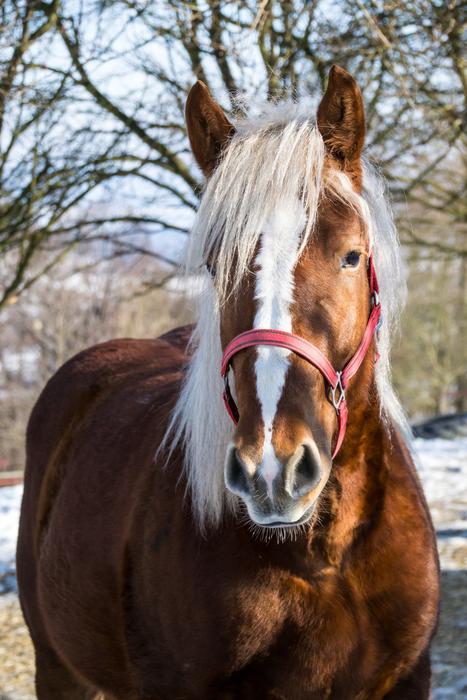 Horse Mane Grasshopper