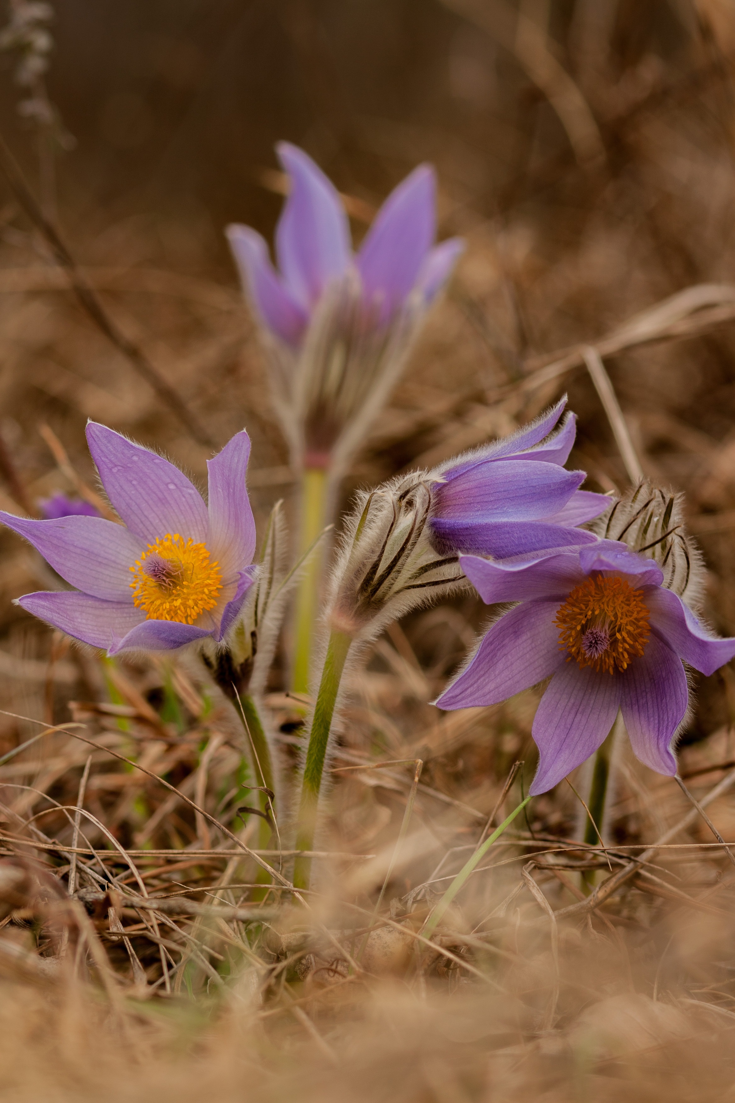 Pulsatilla Grandis Flower Spring free image download