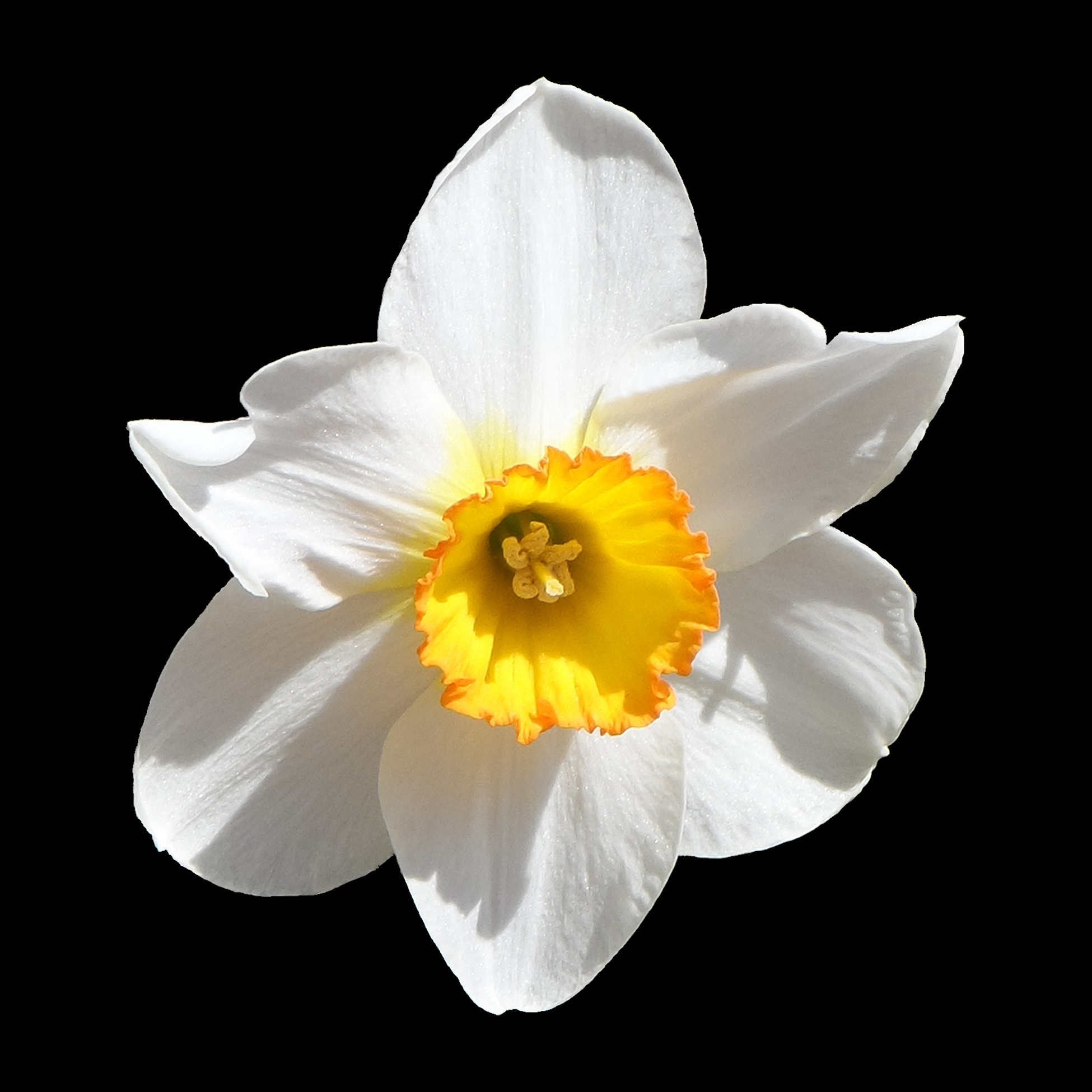 Нарцисс на белом фоне