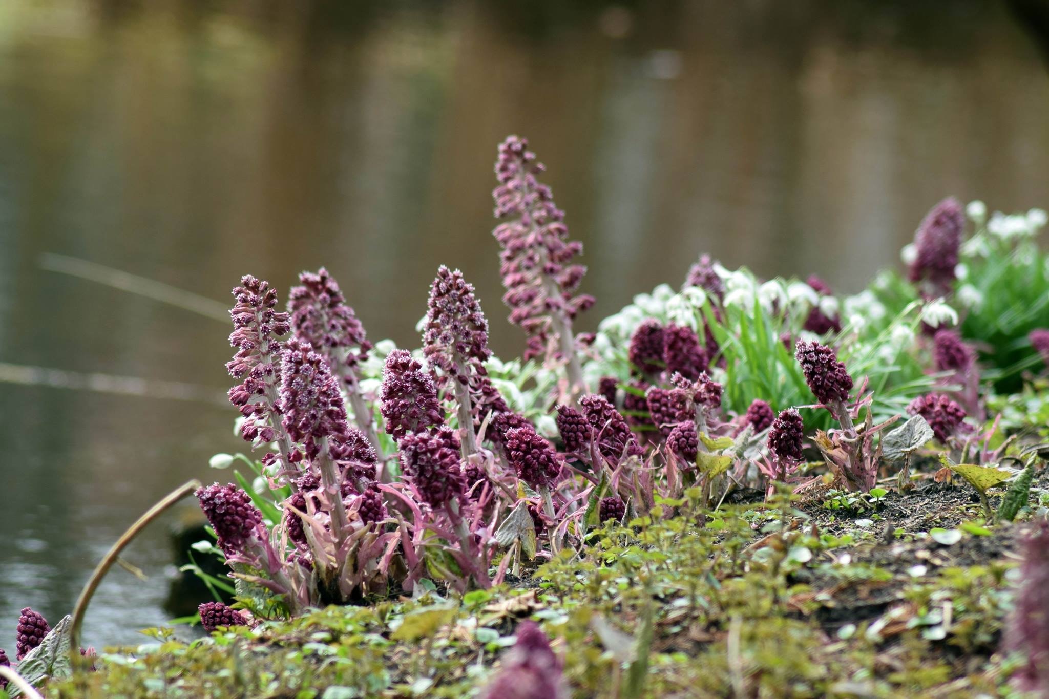 Signs Of Spring Nature free image download