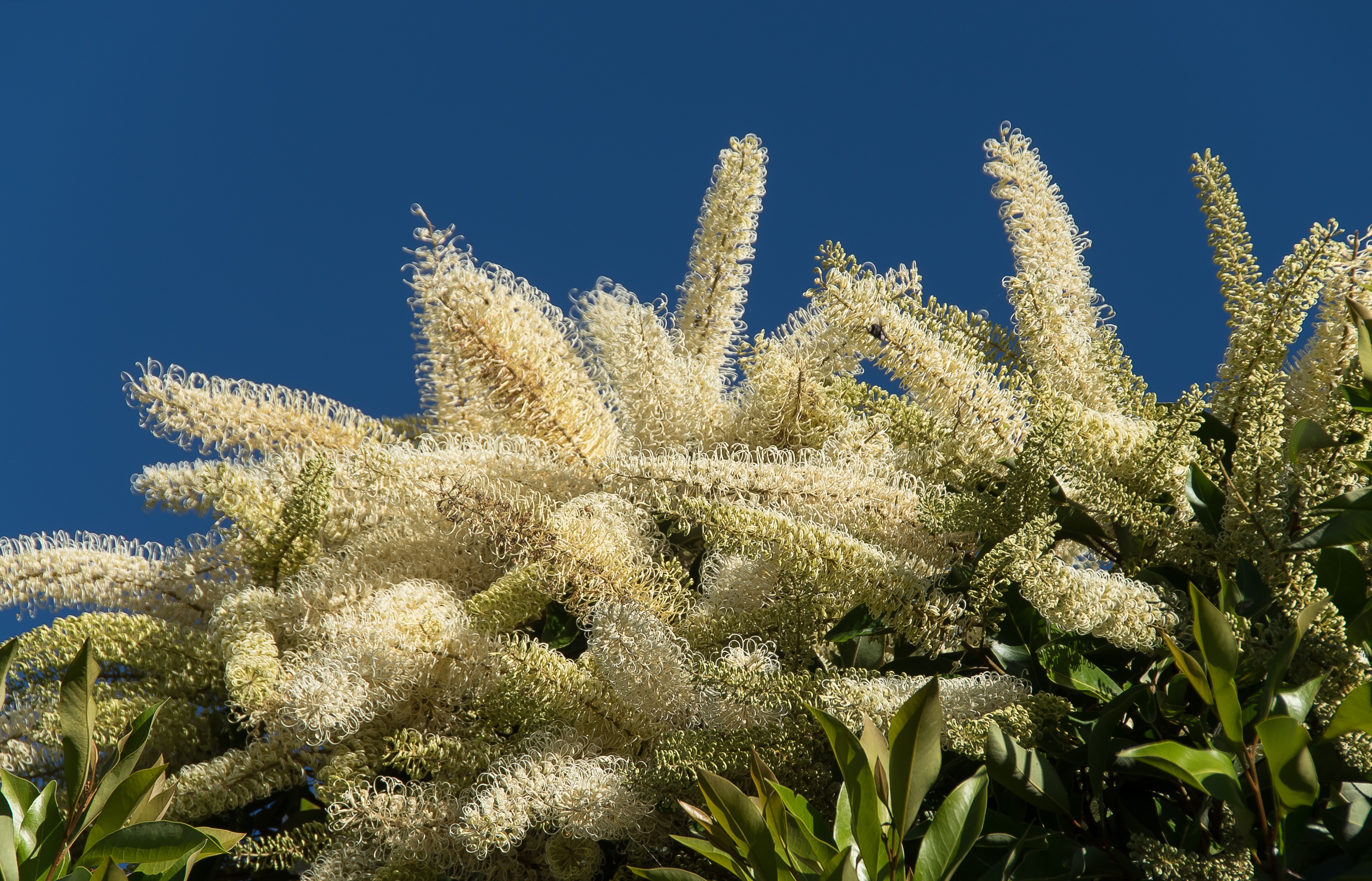 Как цветет зимелькалькус фото Blossom Flowers Tree Ivory free image download