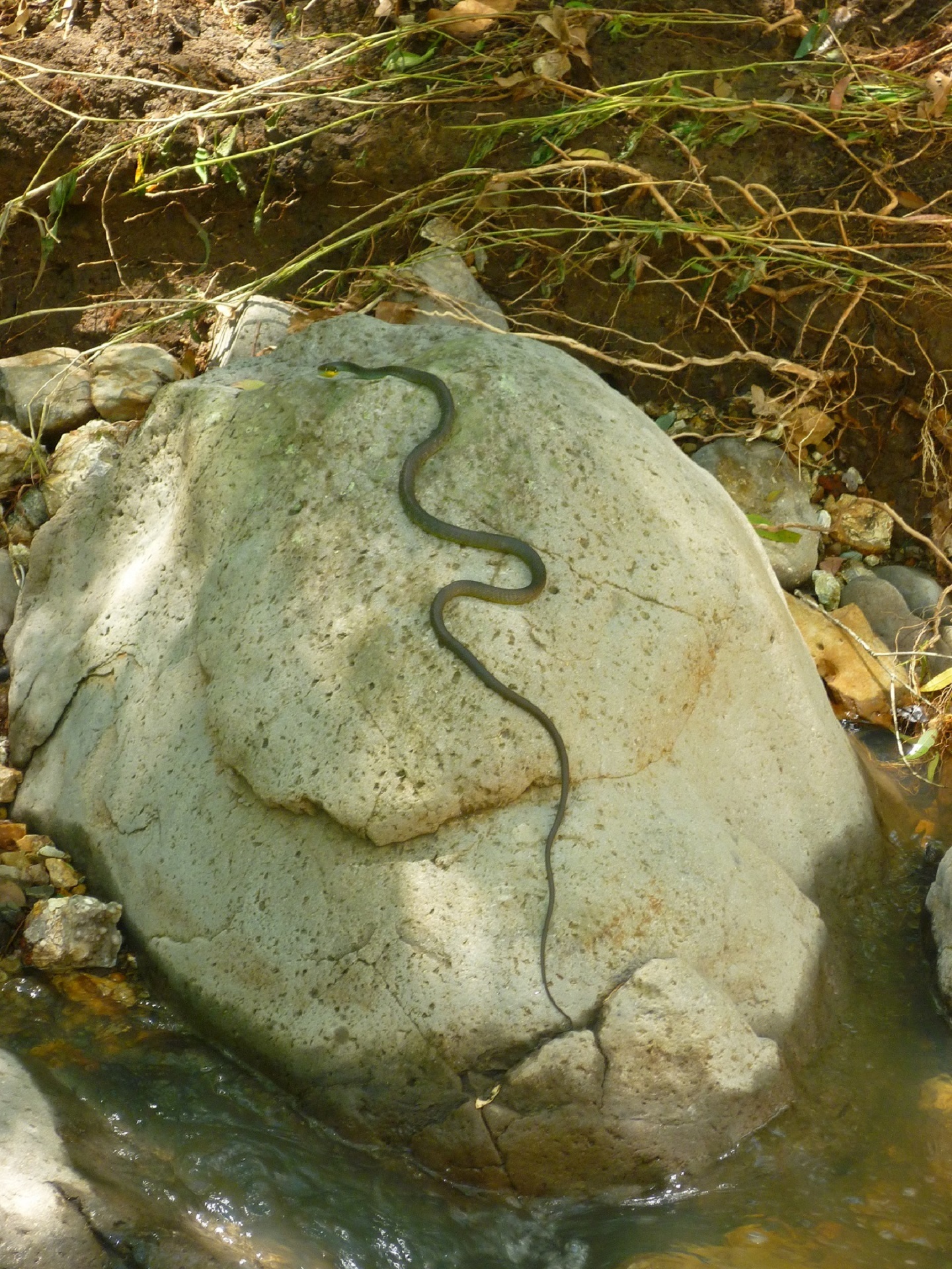 Snake Rock Nature free image download