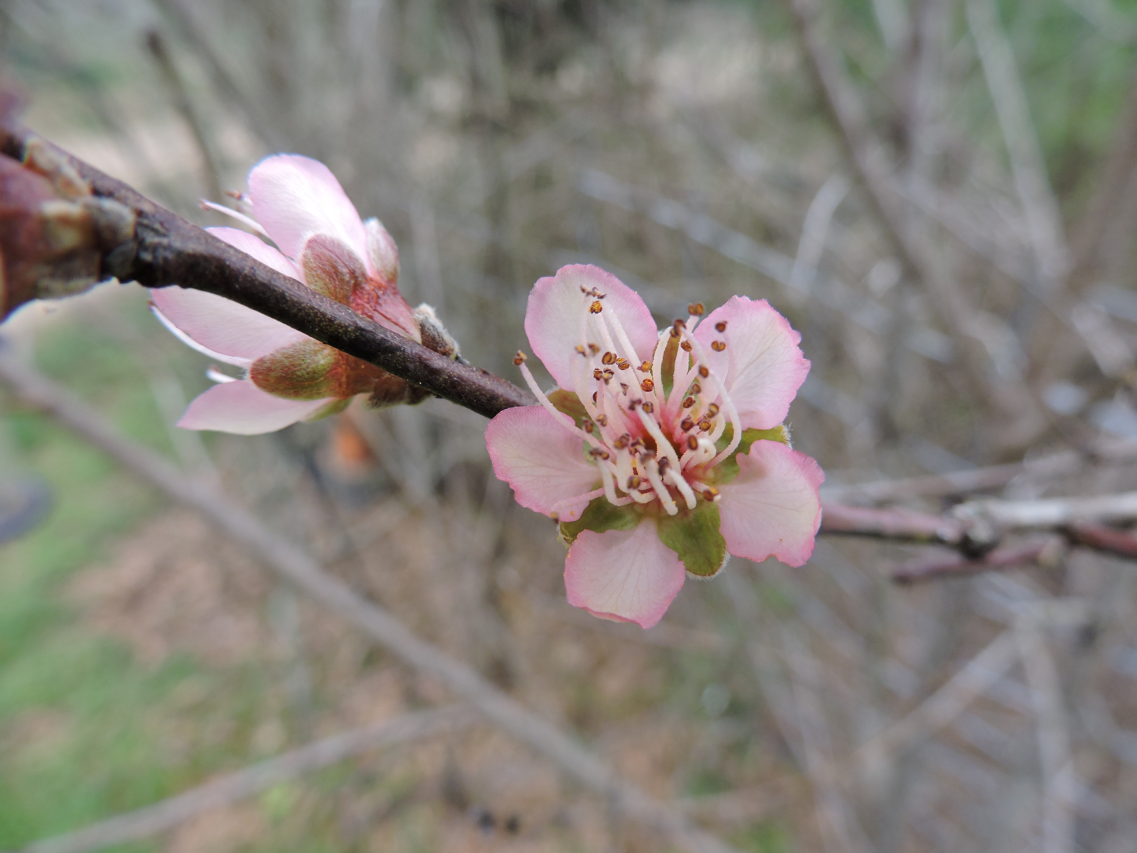 Apricot Blossom