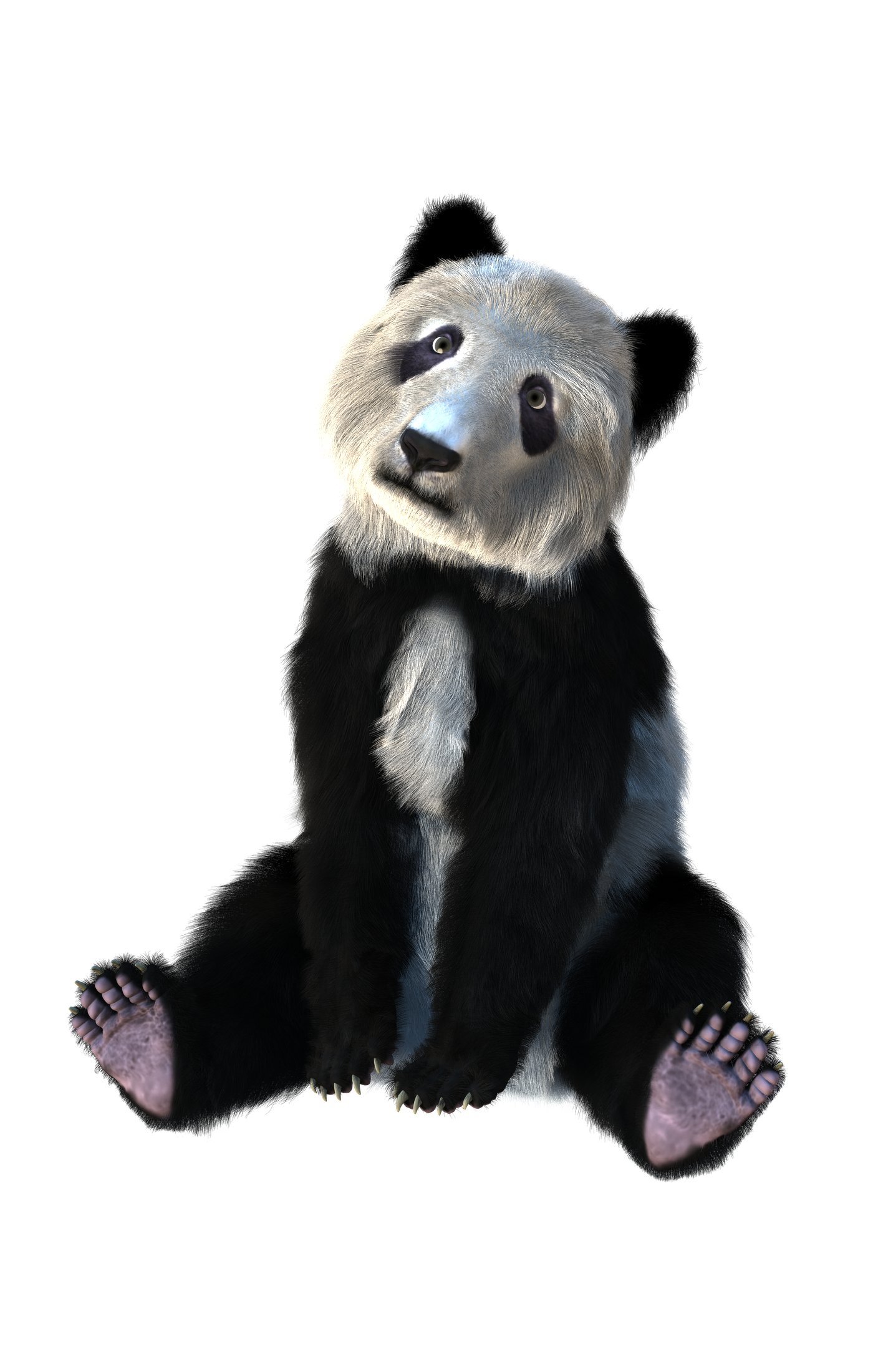 Panda sit sweet cute animal free image download