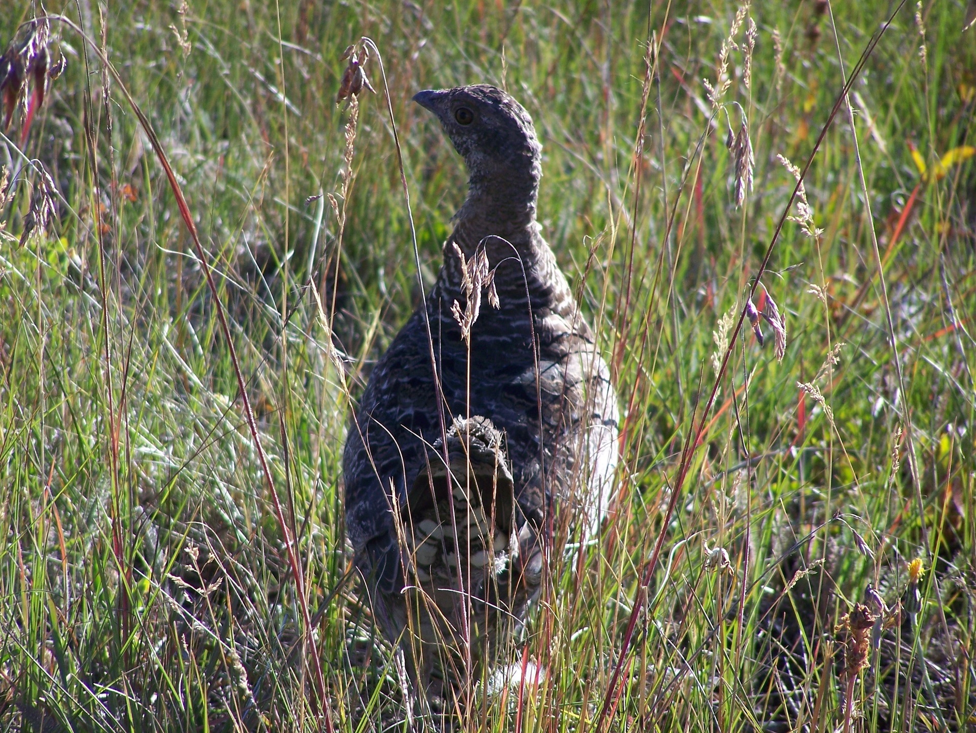 Grouse Prairie Chicken Bird free image download