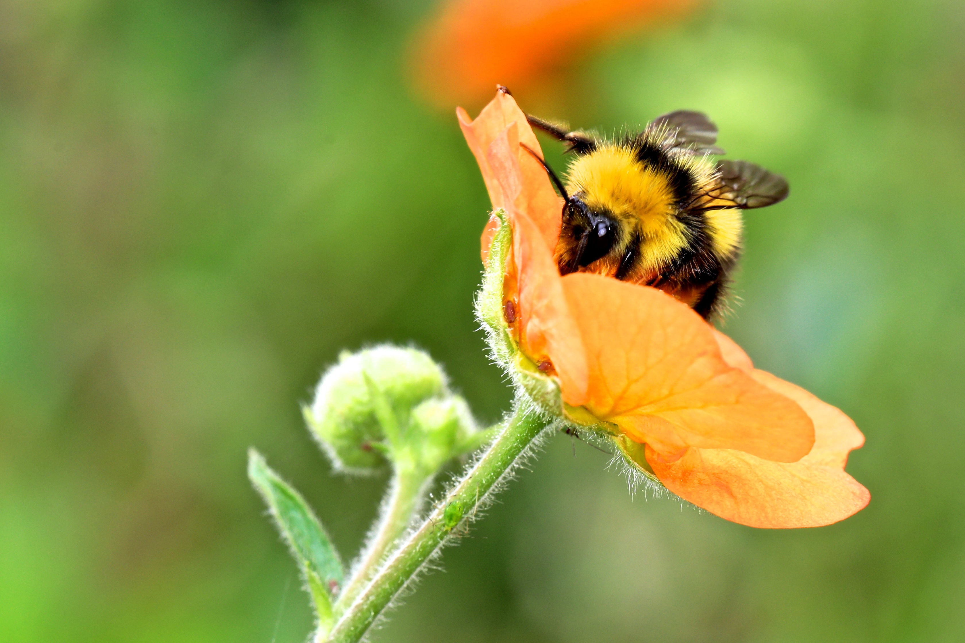 Bumble Bee Bumblebee Insect free image download