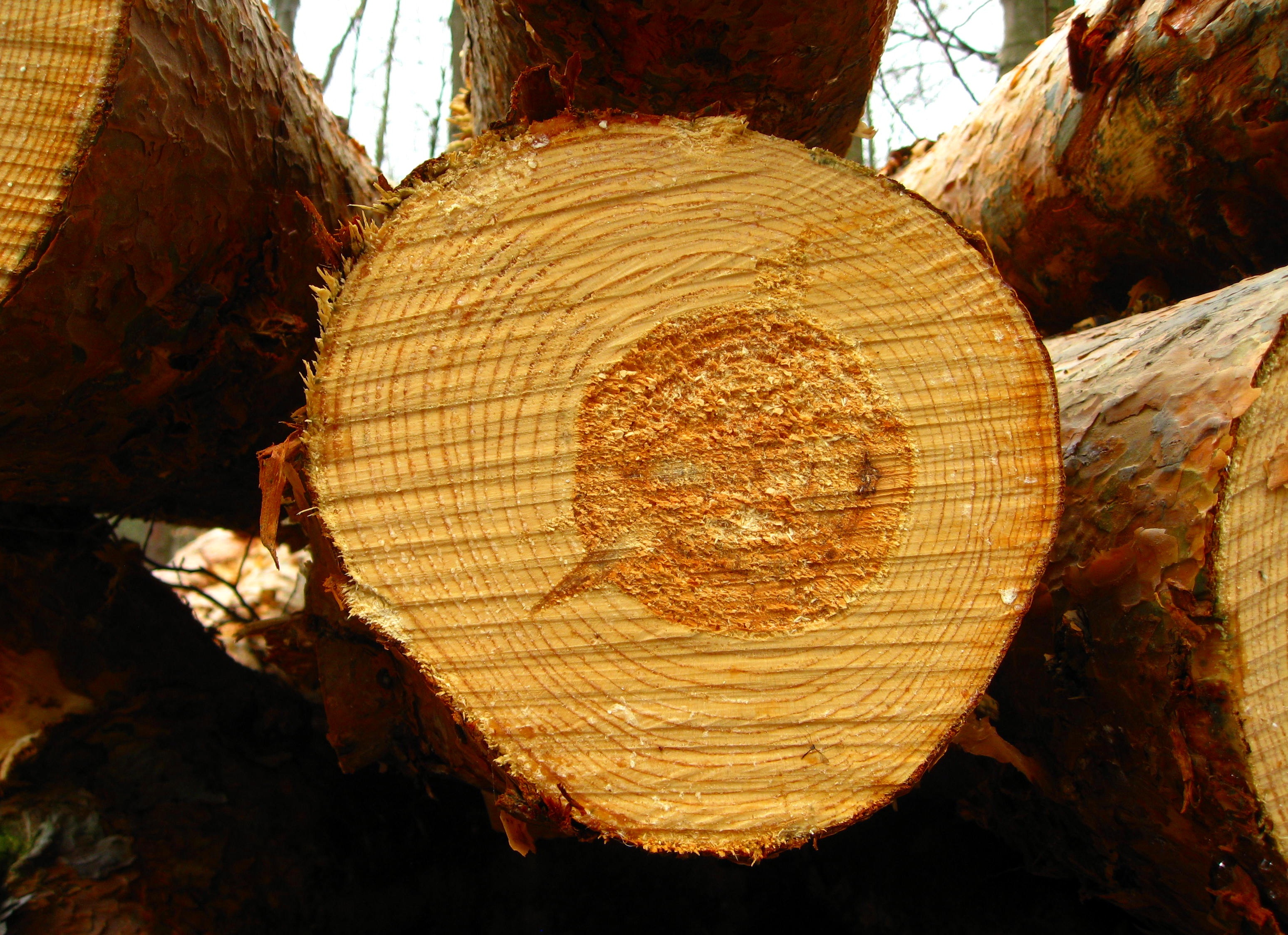 Tree Log Forest free image download