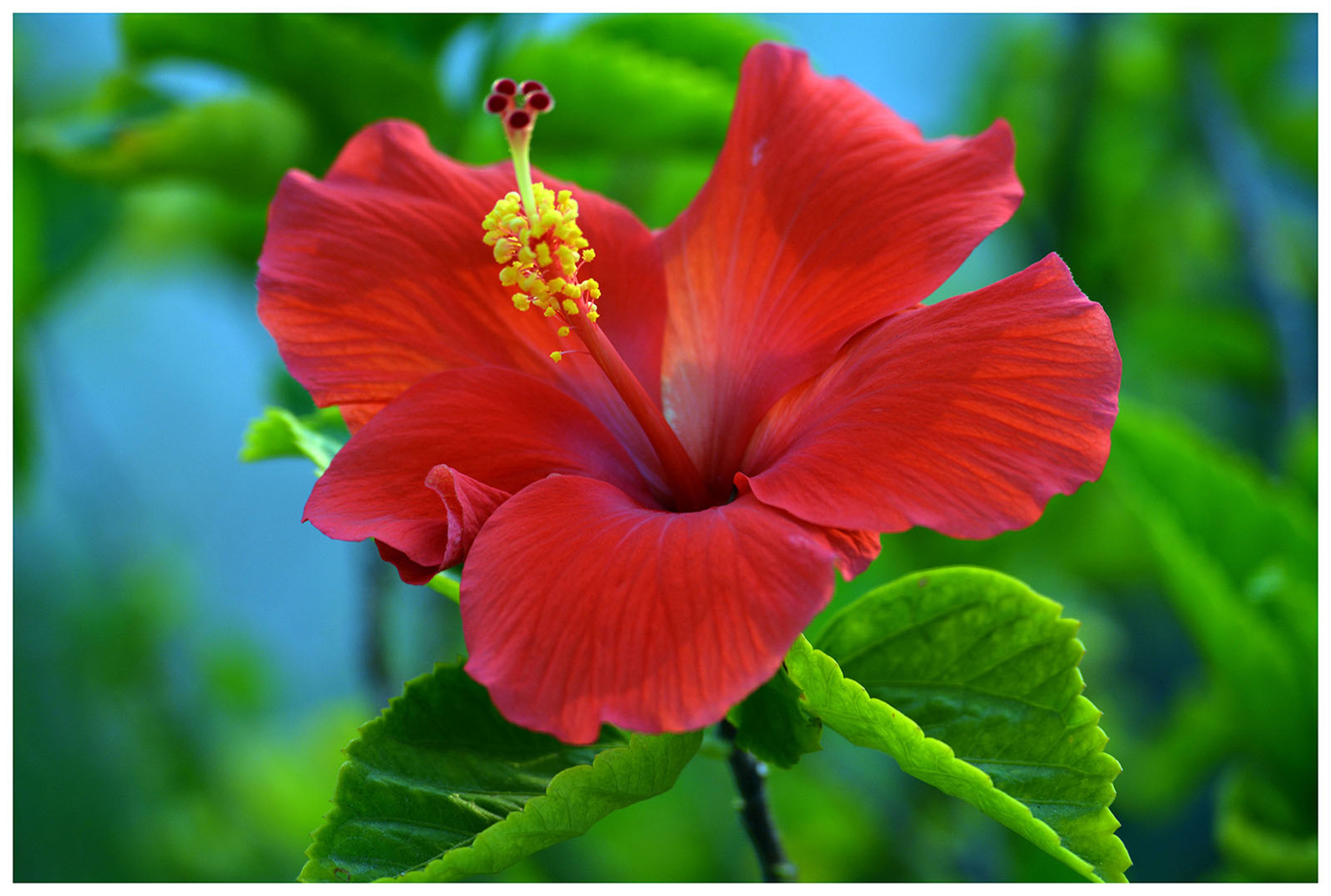 Hibiscus Red Flower free image download