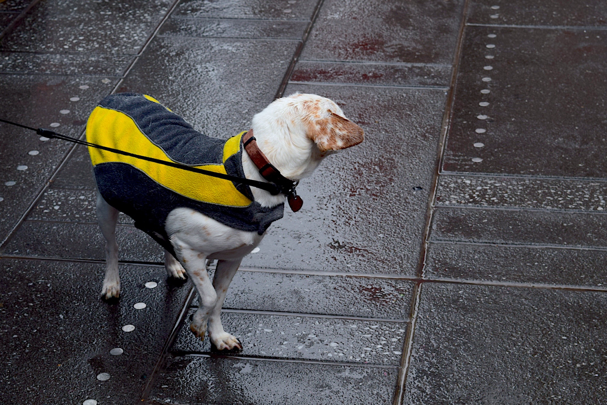 Dog Turning Looking free image download