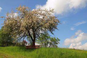 Bank Tree Nature Lone