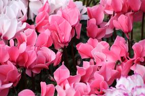 Flower Red Pink