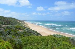 green foliage by the sea with beach