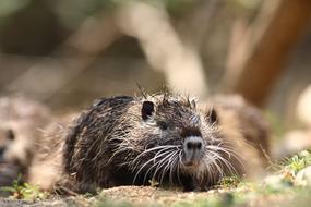 Nutria Animal Wild Rice