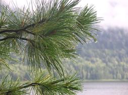 After The Rain Nature On Lake