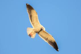 Blue Sky Bird flight