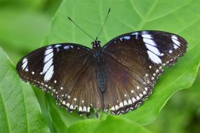 Butterfly Insect Garden