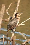 bird sitting in the water