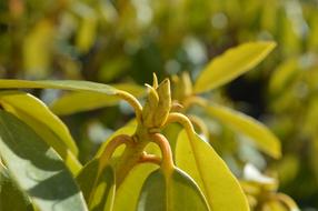 yellow flower with leaves