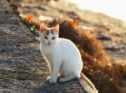 Cat Bokeh Day