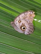 beautiful butterfly on a green leaf