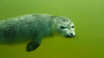 animal in green water