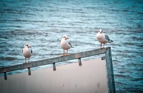 Gulls Birds Water Bird